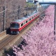 河津桜と京急2100形