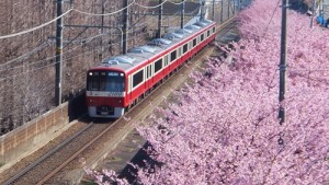 河津桜と京急2100形