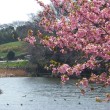 2013年の三浦海岸の河津桜、池の辺り