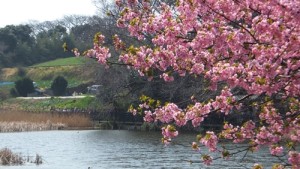 2013年の三浦海岸の河津桜、池の辺り