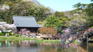 称名寺の桜１