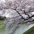 千鳥ヶ淵の堀にかかる桜の枝
