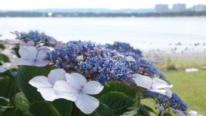 シーパラ紫陽花2