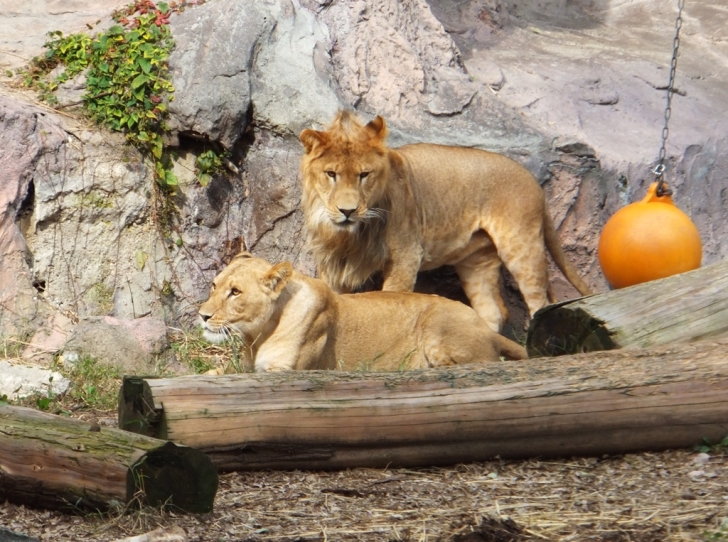 ライオンさん