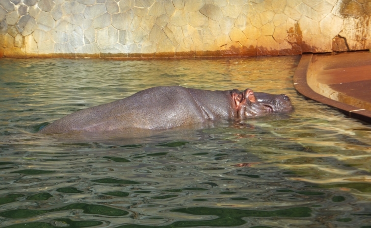 カバさん水の中