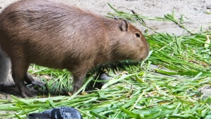 カピバラさんと鳩