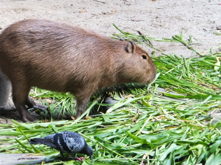 カピバラさんと鳩