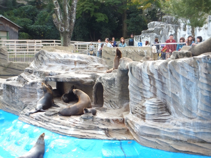 カリフォルニアアシカ