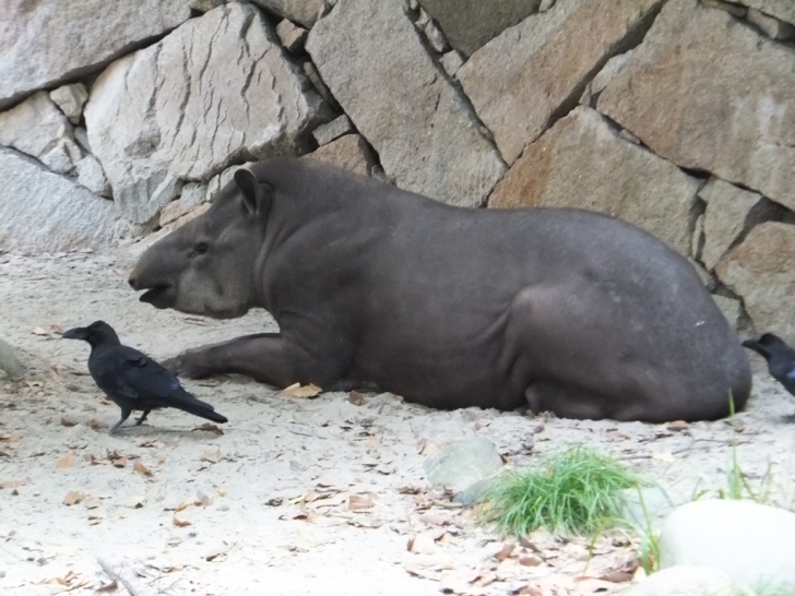 ブラジルバクとカラス