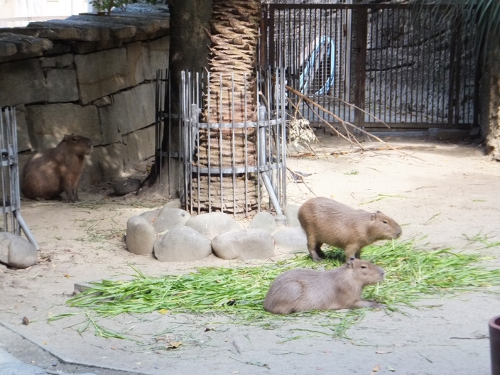 カピバラさんを遠目から