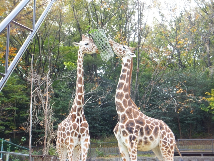 キリンさん餌を食べる