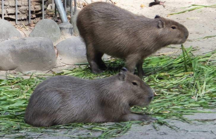 カピバラさん草を食べる