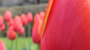 昭和記念公園のチューリップ4