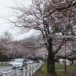 富岡総合公園の桜です
