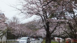 富岡総合公園の桜です