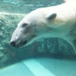 水中のホッキョクグマ