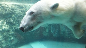 水中のホッキョクグマ