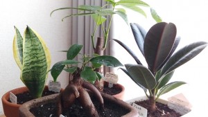 ガジュマルくんが仲間入りして4人になりました