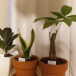 うちの観葉植物たち