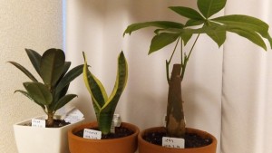 うちの観葉植物たち