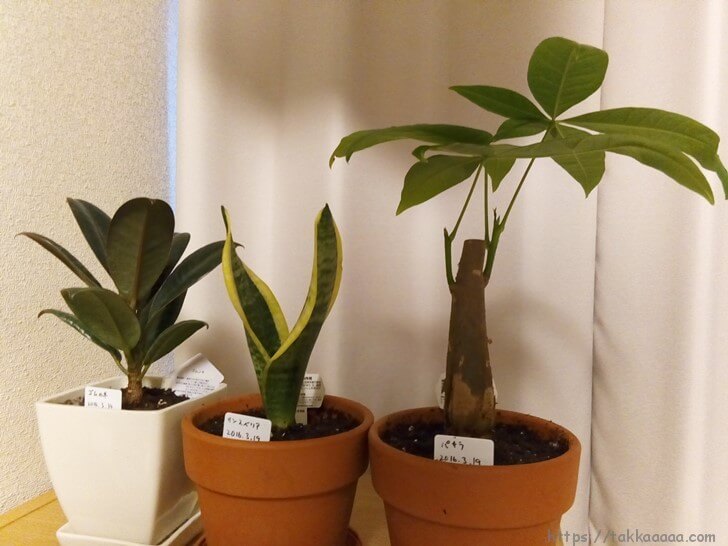 うちの観葉植物たち