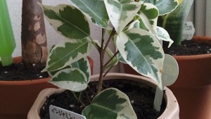 ベンジャミンスターライトを買った