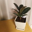 ゴムの木_20160315