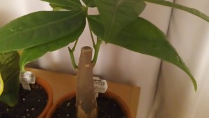 買ってきた日のパキラちゃん