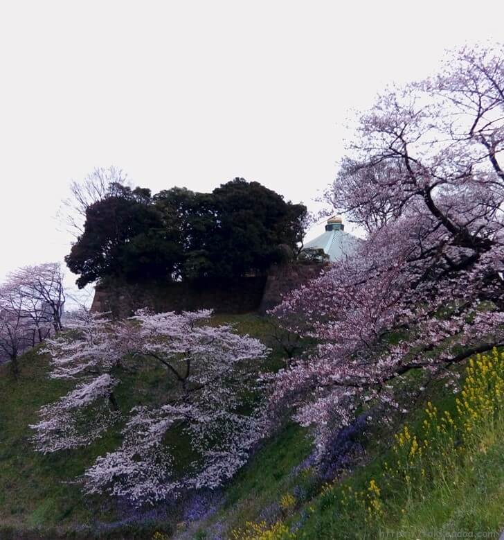 武道館前の桜2