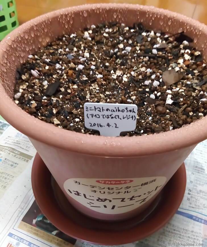 レジナの種を鉢に植えたところ