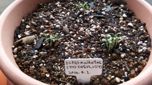 レジナから芽が出てきた