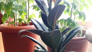 ゴムの木とミニトマト