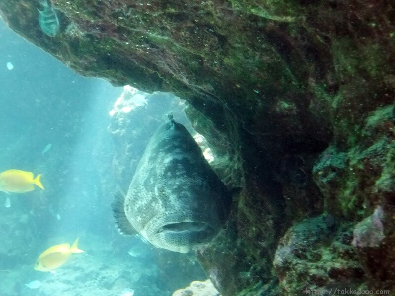 3階_熱帯魚の海2