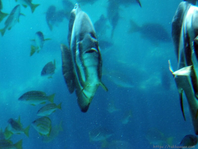 3階_熱帯魚の海6