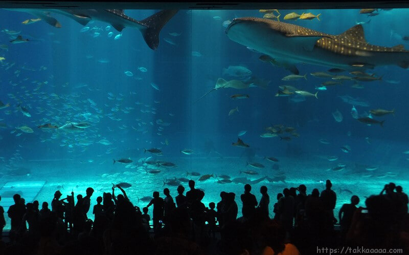 2階_ジンベイザメの水槽3