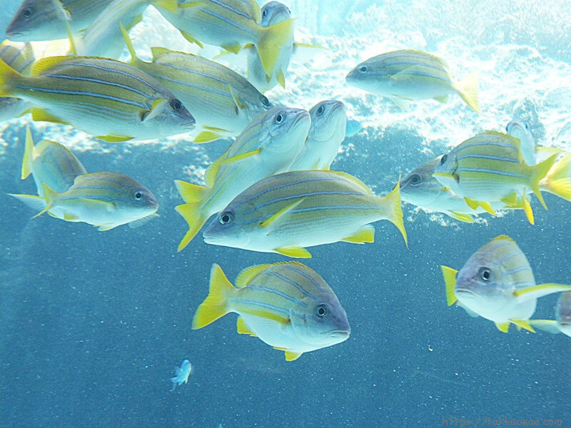 3階_熱帯魚の海3