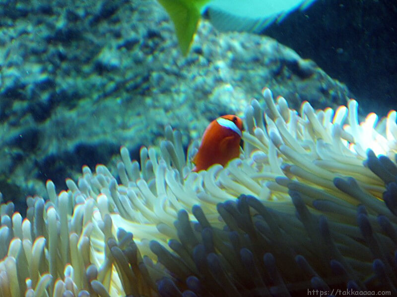 3階_熱帯魚の海4