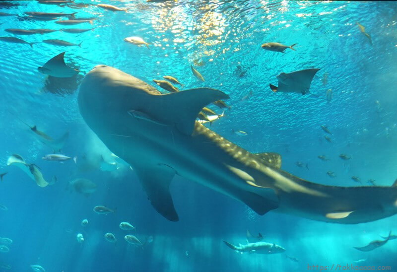 2階_ジンベイザメの水槽5