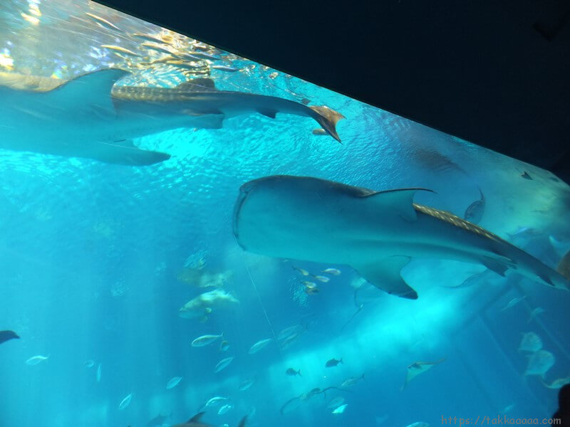 2階_ジンベイザメの水槽6