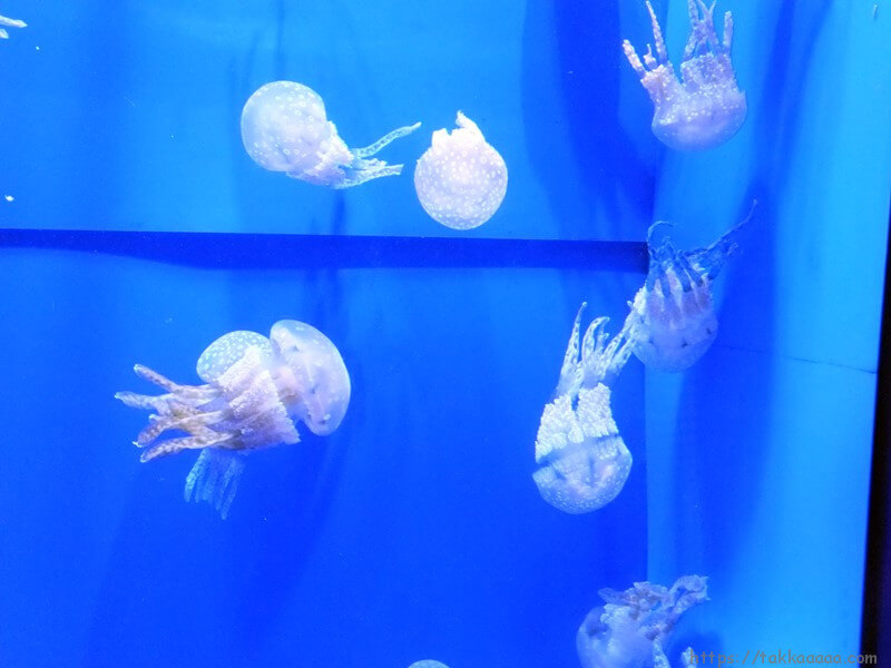 3階_熱帯魚の海7