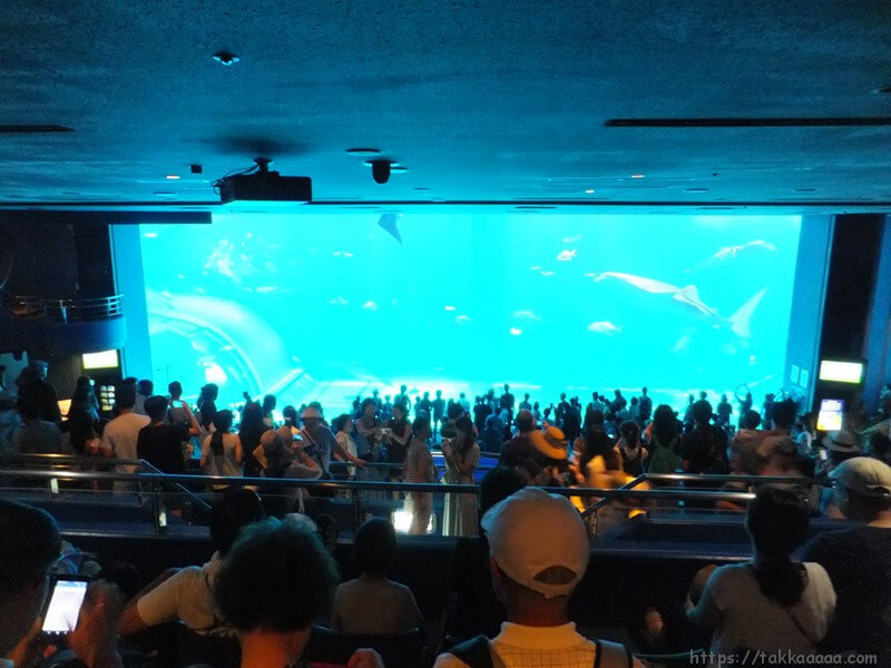 2階_ジンベイザメの水槽1