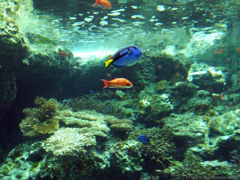 3階_熱帯魚の海1