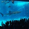 2階_ジンベイザメの水槽4