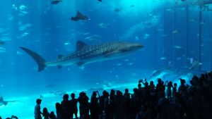 2階_ジンベイザメの水槽4