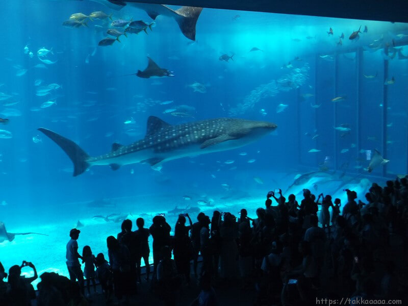 路線バスで沖縄美ら海水族館に行って写真撮ってきましたよ ジンベイザメの水槽に感動 でかい Takkaaaaaの日記