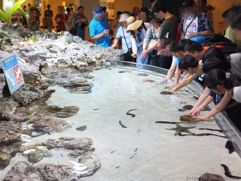 3階_イノーの生き物たち(タッチプール)