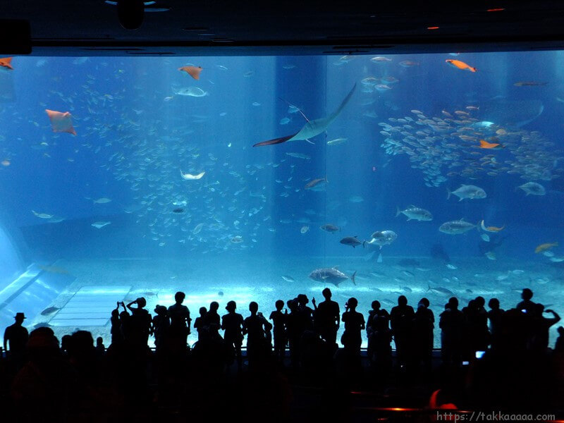 2階_ジンベイザメの水槽2