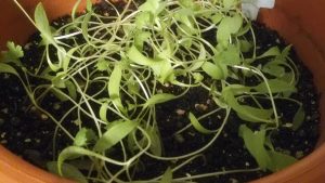 20161002_%e3%83%91%e3%82%af%e3%83%81%e3%83%bc%e5%be%92%e9%95%b7_1