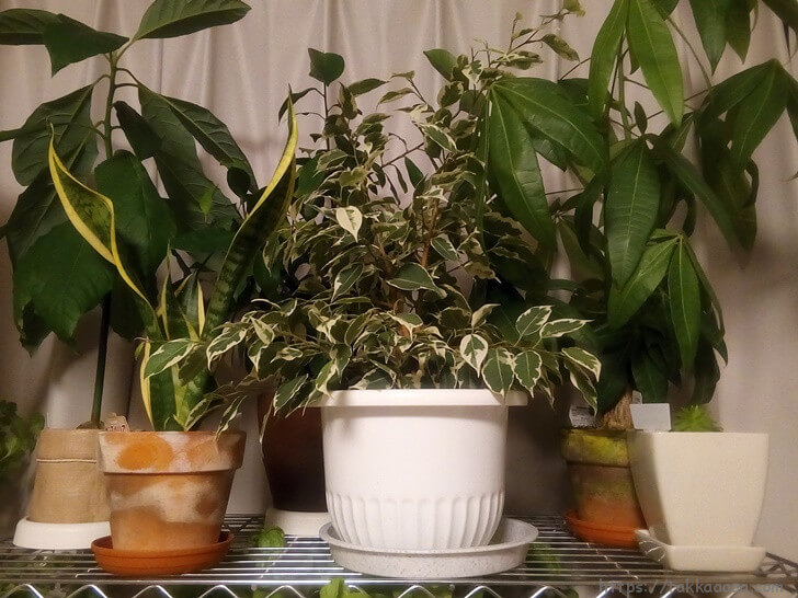 うちの植物たち2017