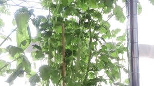 パクチーふさふさ